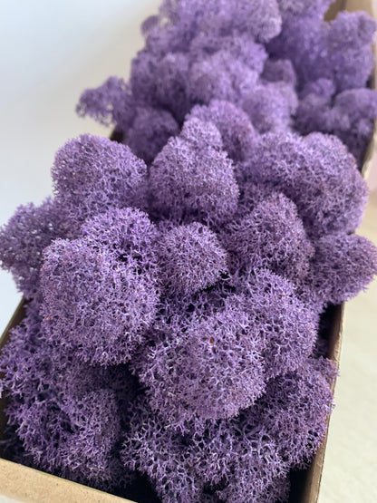 Purple Preserved Moss 100g (bag)