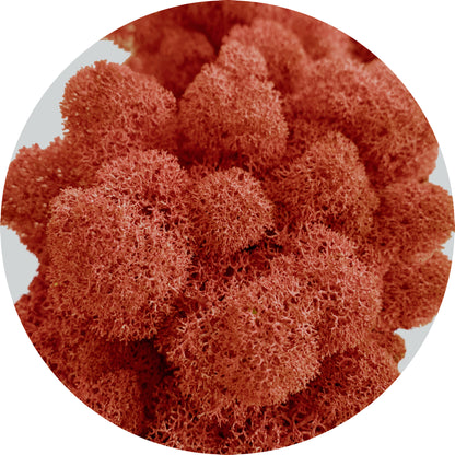 Choose sienna preserved Moss (100g) from the WDSLO online shop. Ideal for decoration, DIY, floristry, and moss pictures.  High quality – Attractive prices – Fast shipping + WDSLO