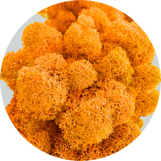 Choose orange Icelandic moss (100g) from the WDSLO online shop. Ideal for decoration, DIY projects, floristry, and moss pictures. 🌿 WDSLO