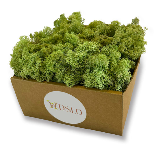 Choose mint Icelandic moss (320g) from the WDSLO online shop. Ideal for decoration, DIY projects, floristry, and moss pictures. 🌿 WDSLO |