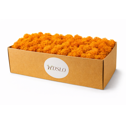 Choose orange Icelandic moss (5 kg) from the WDSLO online shop. Ideal for decoration, DIY projects, floristry, and moss pictures. 🌿 WDSLO