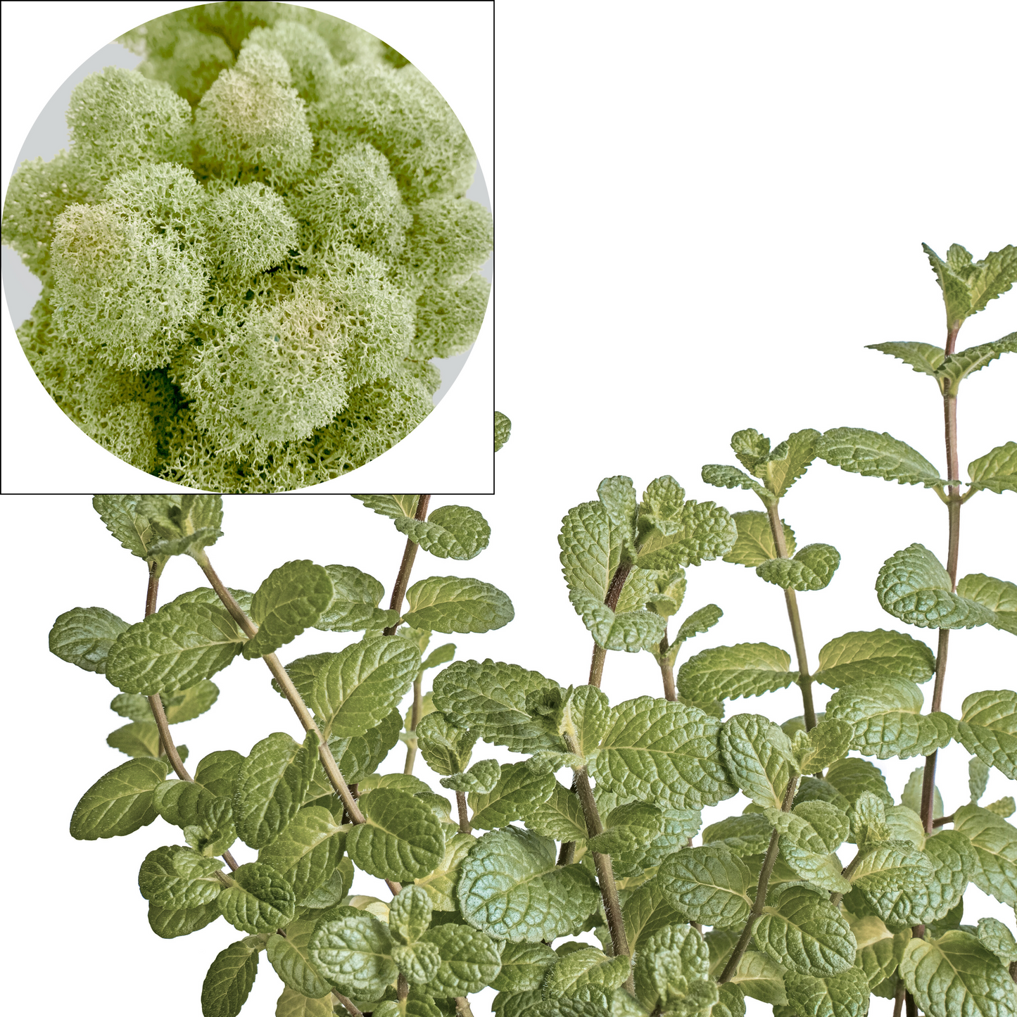 Isländisches Moos in Minze (100g, 320 g) aus dem WDSLO-Onlineshop. Ideal zum Dekorieren, für DIY-Projekte, Floristik und Moosbilder. 🌿 WDSLO |