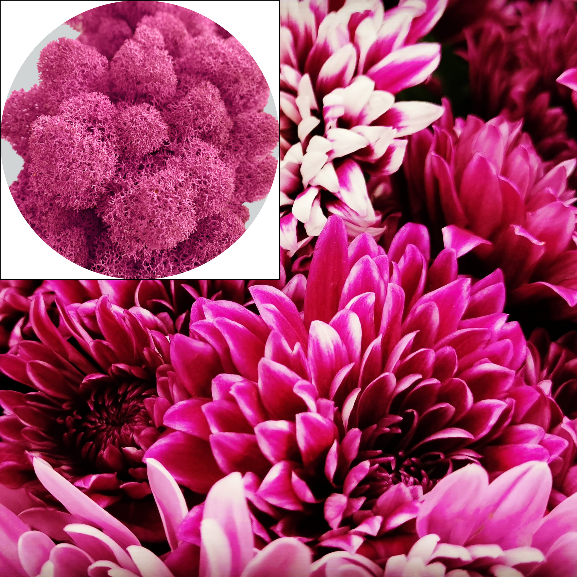 Wähle Islandmoos in Magenta vom WDSLO Onlineshop. Ideal für Deko, DIY und Moosbilder. 🌿 Hohe Qualitä – Attraktive Preise – Schneller Versand