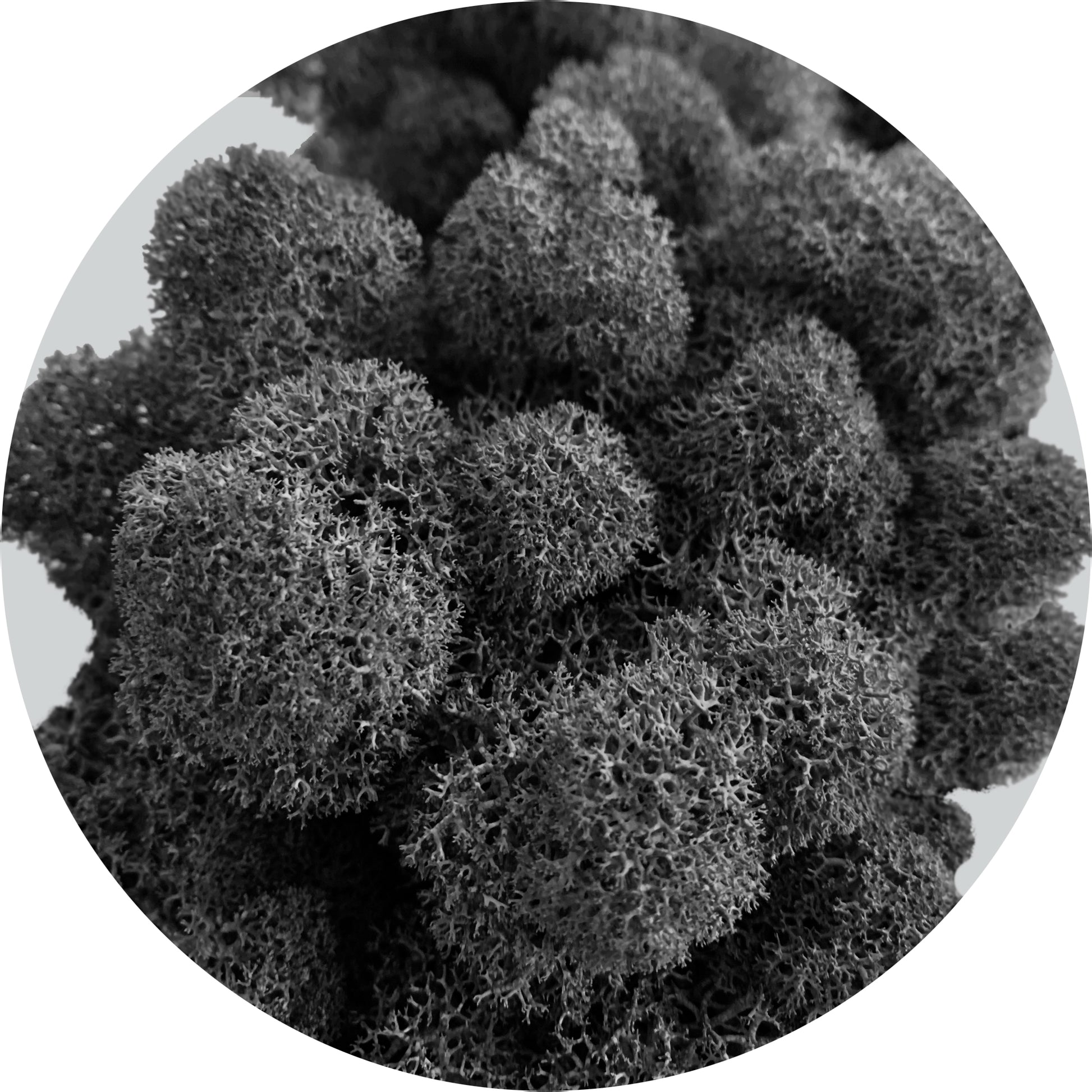 Wähle schwarzes Islandmoos (100 g) vom WDSLO Onlineshop. Ideal für Deko, DIY, Floristik und Moosbilder. 🌿 Hohe Qualitä – Attraktive Preise – Schneller Versand