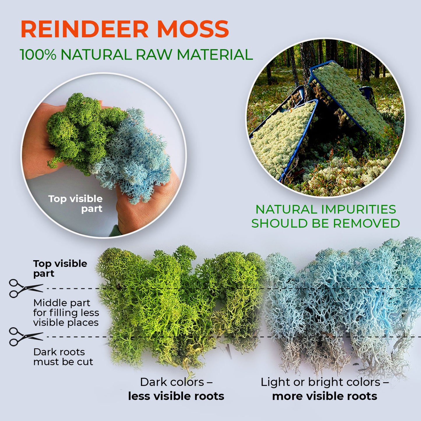 Forest Green Preserved Moss 1kg (box)