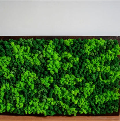 Handmade moss picture on wood "Green wall" – wall decor for yourself or as a creative gift idea. 🌿100% natural 🌿 Attractive prices & fast shipping
