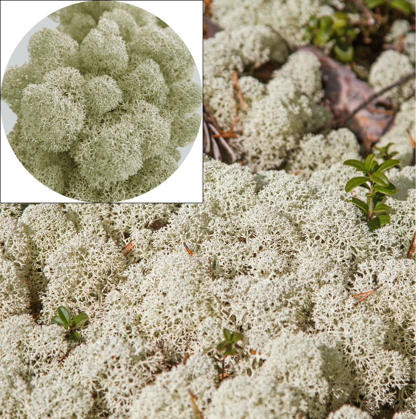 Natural White Preserved Moss 100g (bag)