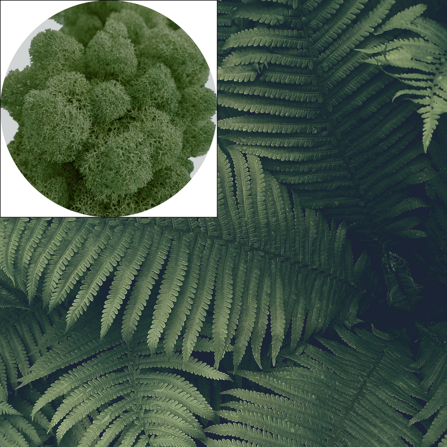 Dark Green Preserved Moss (box)
