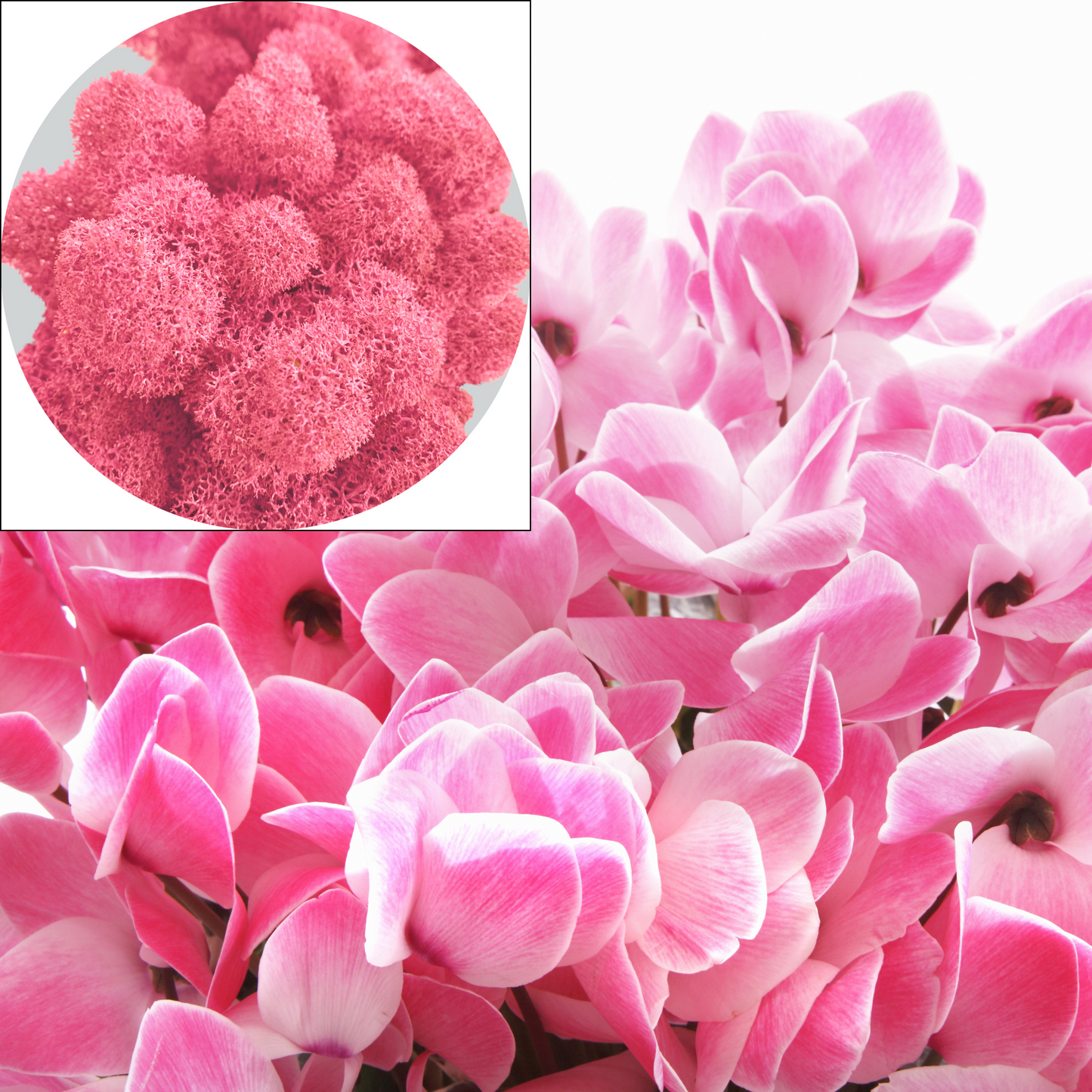 Pink Cyclamen Preserved Moss (box)