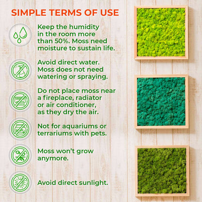 Care sheet for preserved moss Wdslo shop